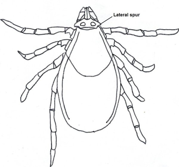 Ixodes trianguliceps