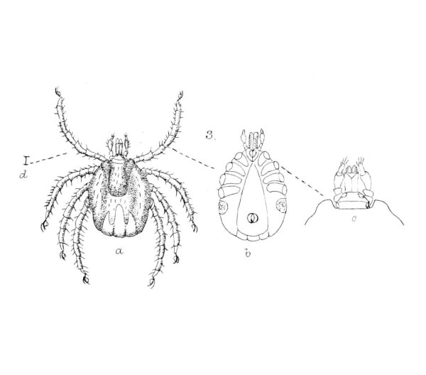 Имаго иксодового клеща строение
