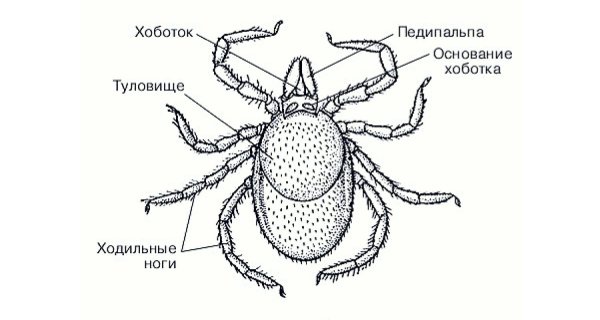 Самка иксодового клеща строение