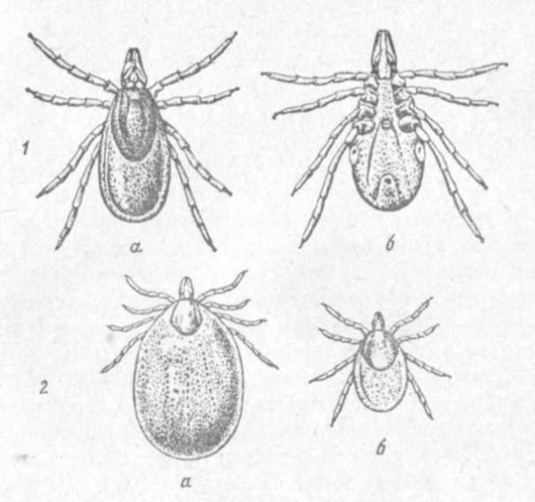 Иксодовый клещ рисунок