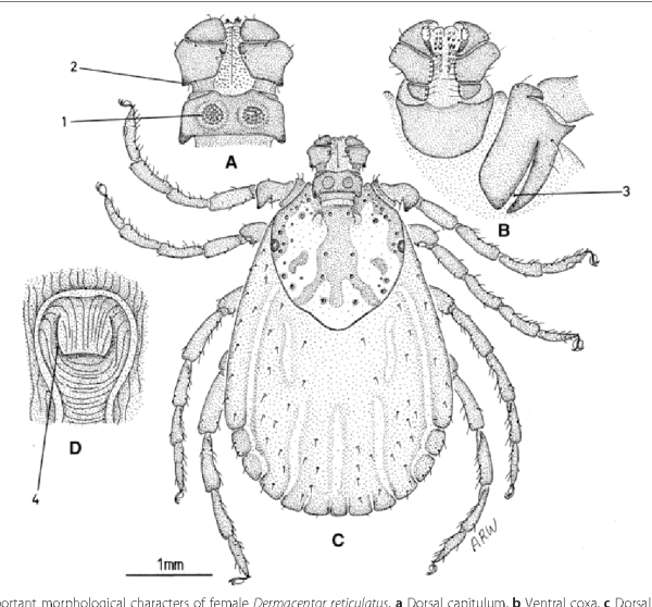 Строение клеща рода Dermacentor