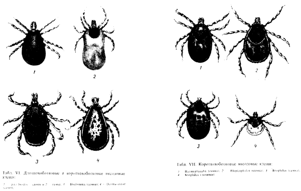 Паразитиформные клещи (parasitiformes)