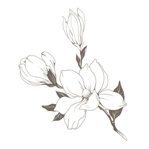 Магнолия рисунок Графика