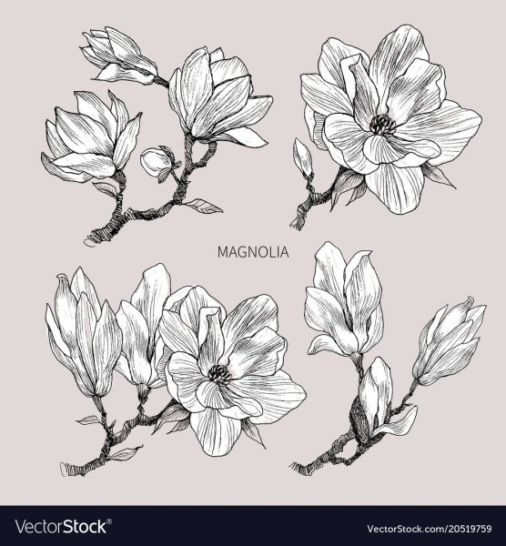 Ветка магнолии эскиз