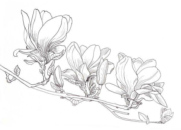 Магнолия куст