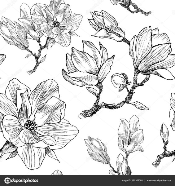 Магнолия Графика