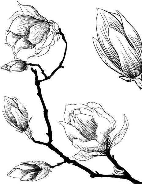 Цветы магнолии