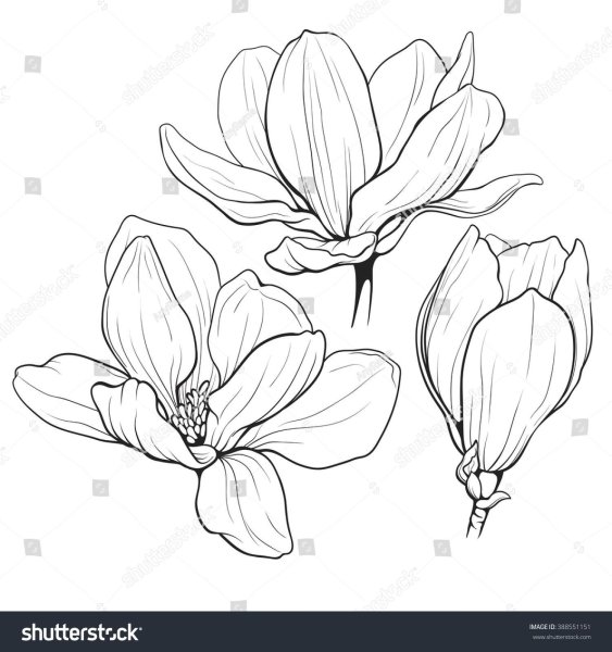 Магнолия эскиз
