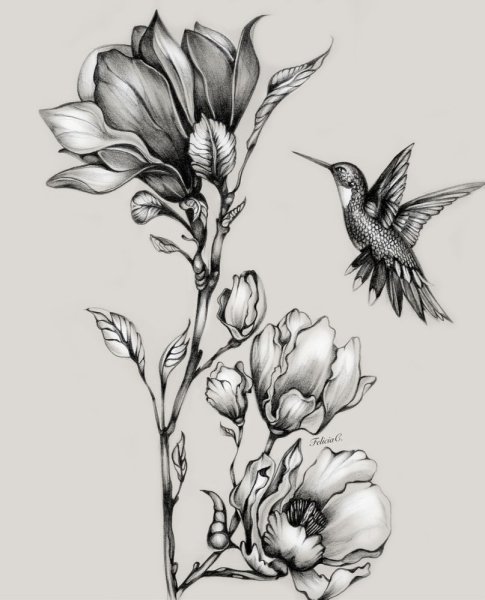 Ветка магнолии в графике