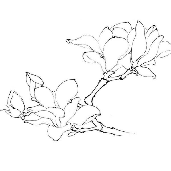 Магнолия трафарет