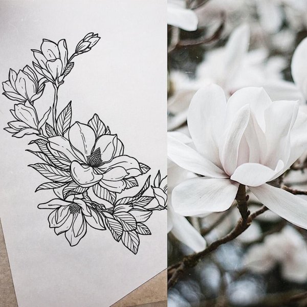 Магнолии скейч