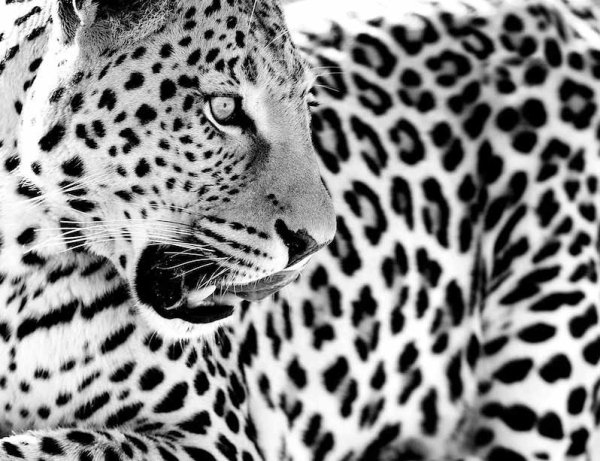 Leopard Print Black and White