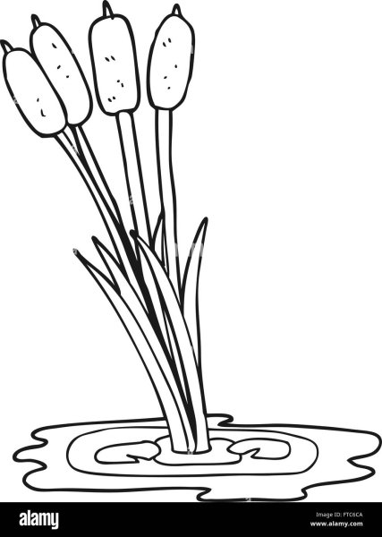 Камыши раскраска для детей