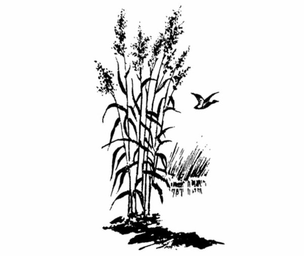 Камыш Графика