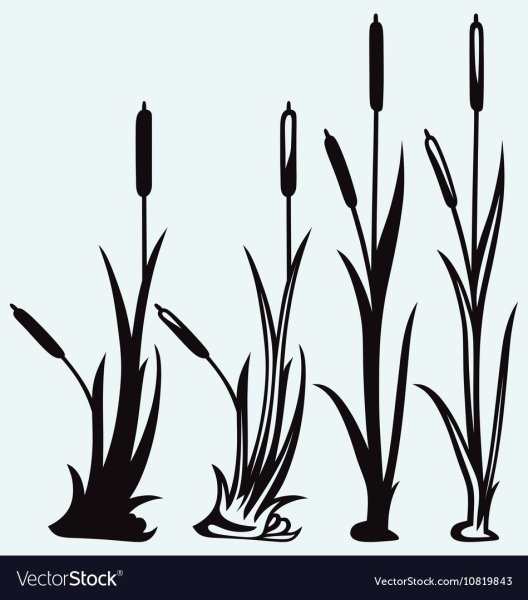 Силуэты камыша векторные