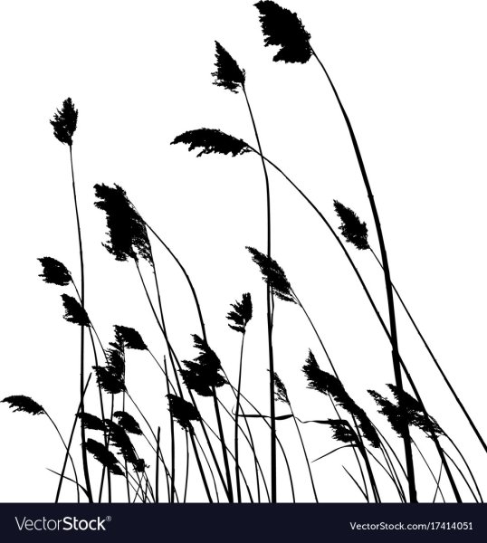 Трава камыш силуэт