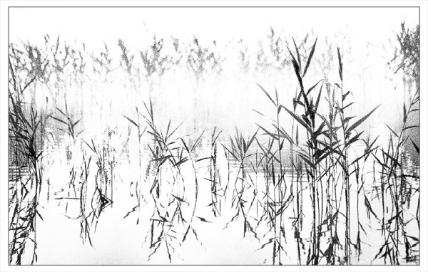 Камыш Графика