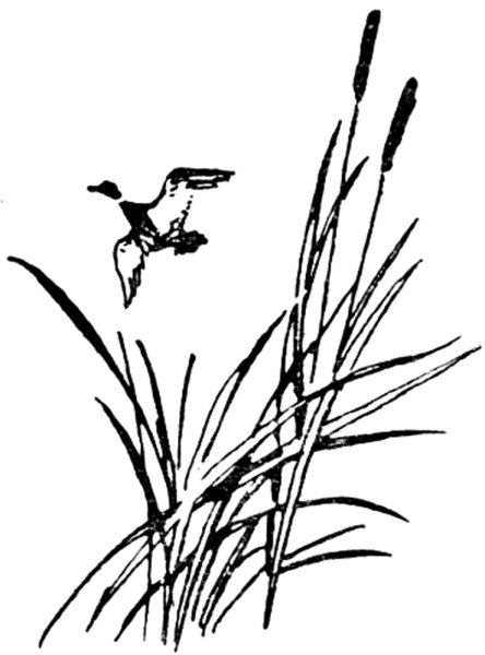 Тростник раскраска