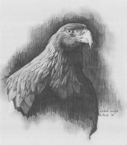 Беркут Графика