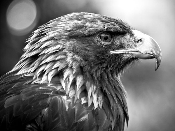 Чёрный Беркут птица