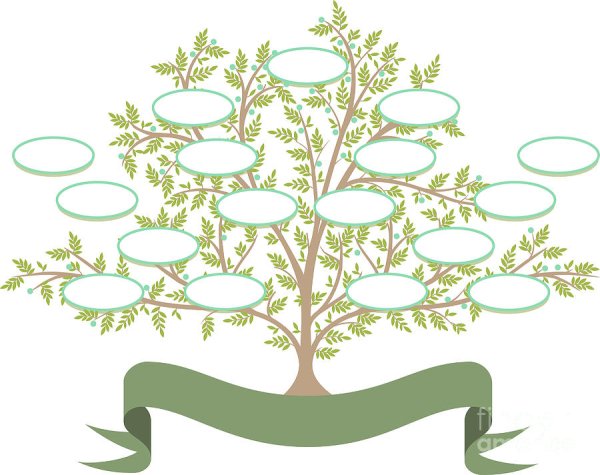 Родословное дерево с ветками