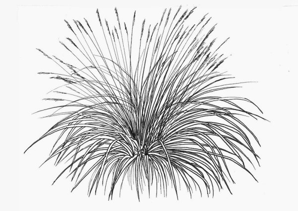 Травинки карандашом