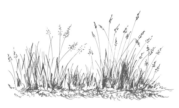 Схематичное изображение травы