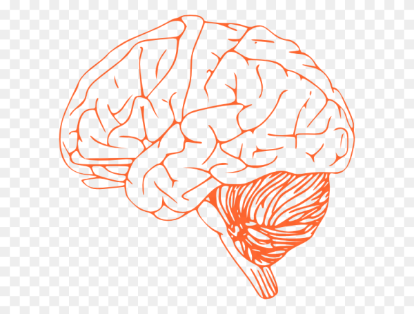 Мозг рисунок