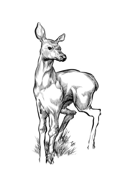 Животные рисунки