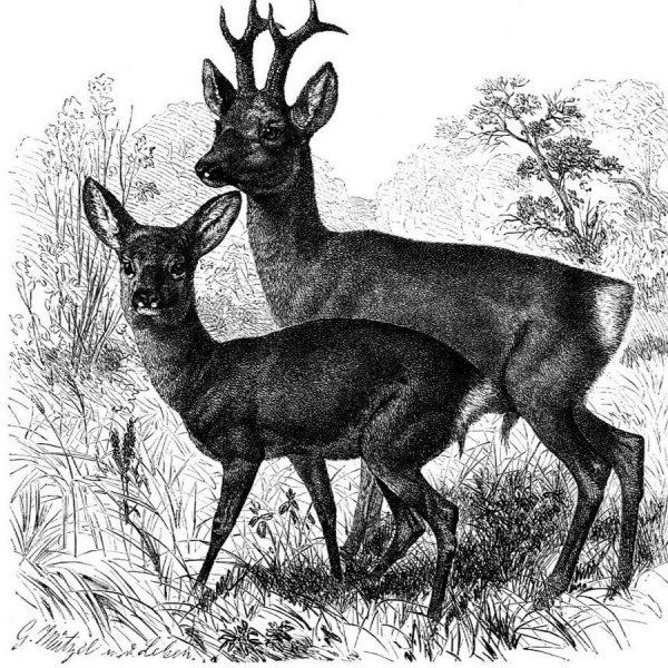 Косуля карандашом