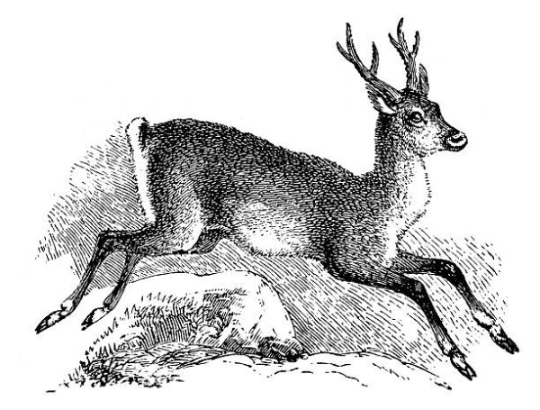 Косуля в старинных гравюрах