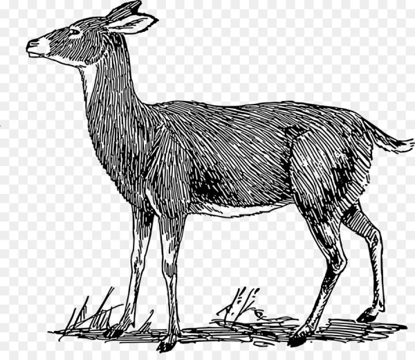 Косуля вектор