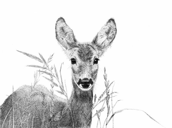 Кабарга контур