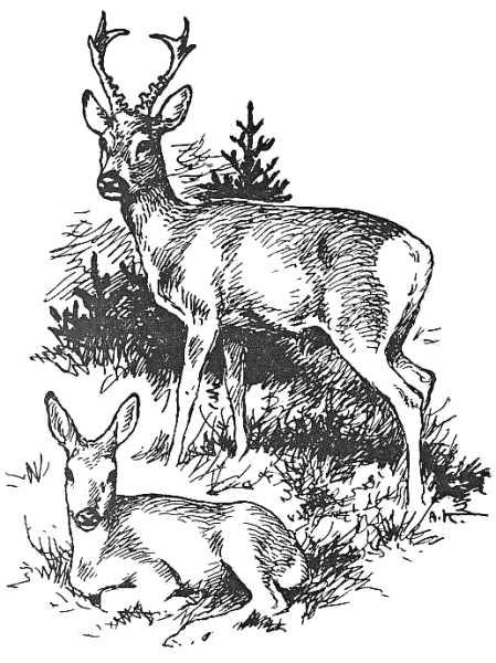 Косуля для выжигания