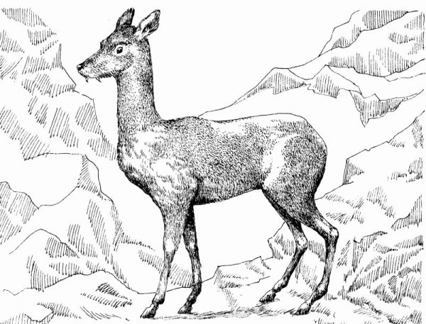 Сибирская кабарга белая