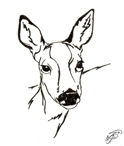 Раскраска голова косули