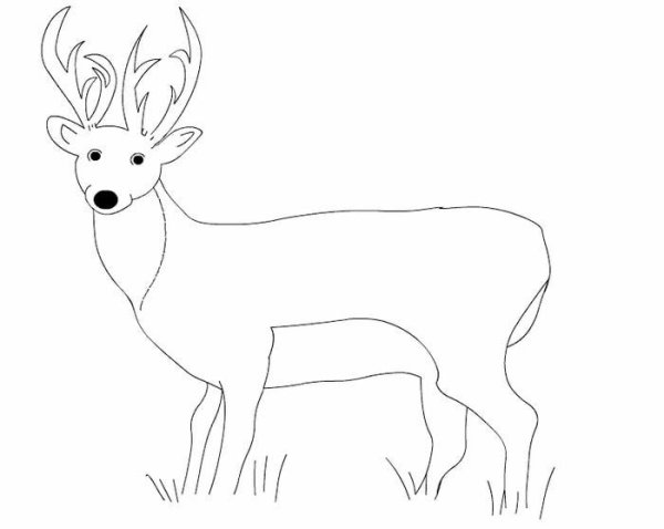 Олень раскраска