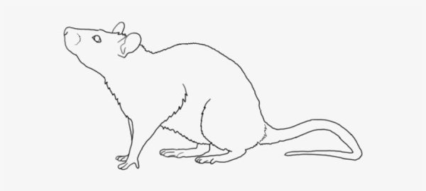 Крыса контурный рисунок
