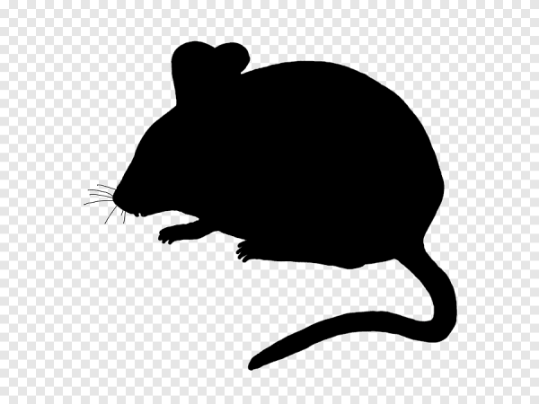Крыса векторный рисунок