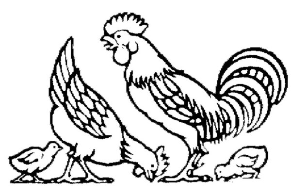 Бременские музыканты петух раскраска