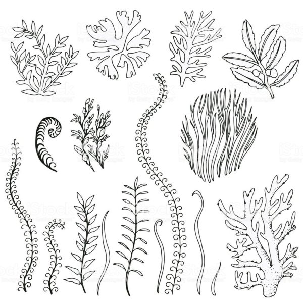 Морские растения