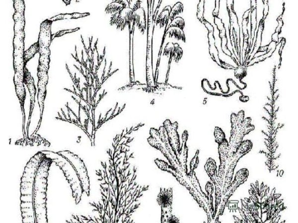 Водоросли раскраска для детей