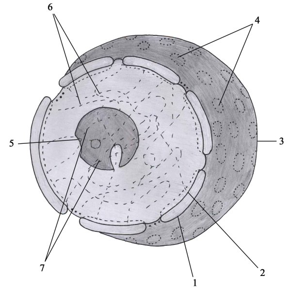 Схема ядра эукариотической клетки