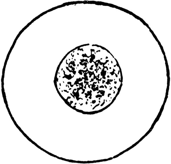 Ядро черно белое