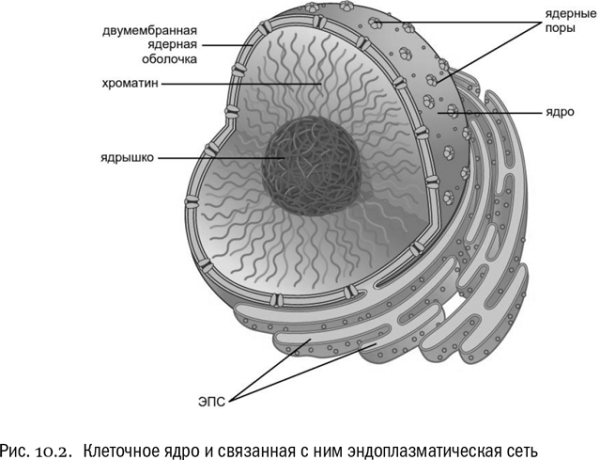 Эндоплазматическая сеть с ядром в клетке