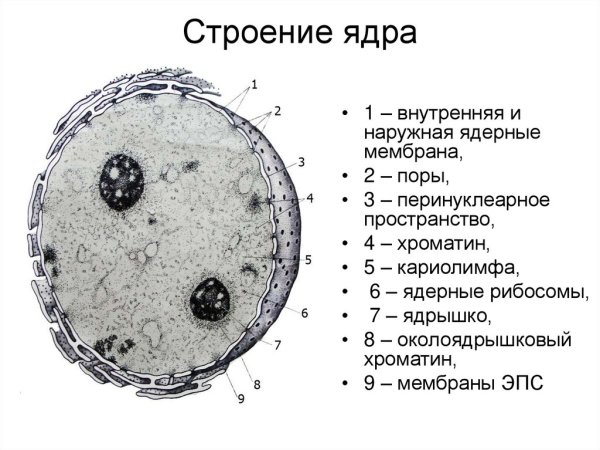 Схема ультрамикроскопического строения ядра