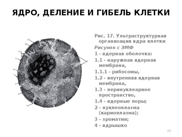 Ультраструктурная организация ядра клетки рисунок с ЭМФ