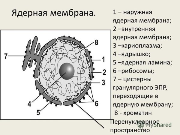 Строение ядра эукариотической клетки