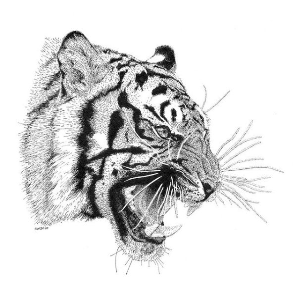 Оскал тигра сбоку эскиз тату