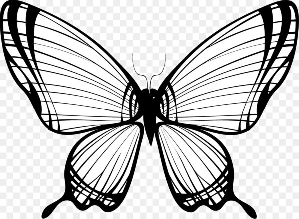 Бабочка рисунок
